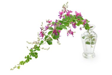 Bush yonca, lespedeza bicolor, Japonca yonca, hagi
