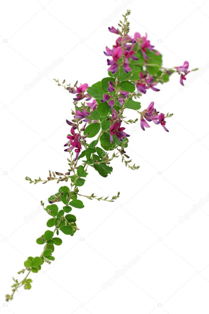 Bush clover, lespedeza bicolor, japanese clover, hagi Stock Photo by