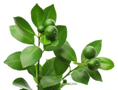 calamondin, beyaz arka plan üzerinde calamansi