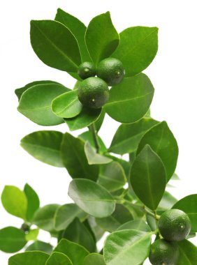 calamondin, beyaz arka plan üzerinde calamansi