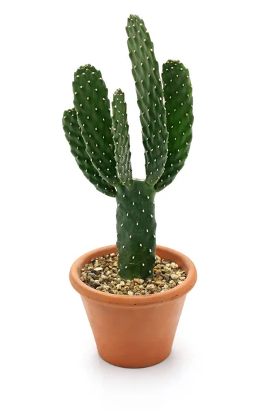 Kaktus, na białym tle roślina doniczkowa — Zdjęcie stockowe