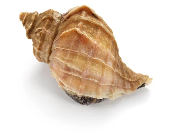 Tsubu 상가, 조 해왕성, 일본 whelk, neptunea polycostata scarlato — 스톡 사진