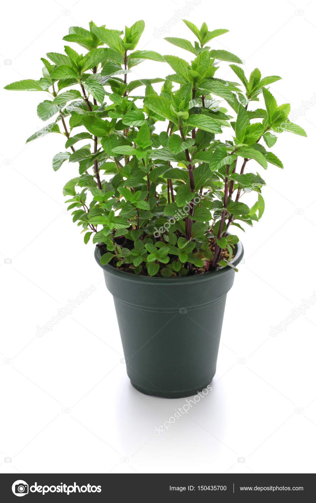 Yerba buena, hierba buena, mojito mint, cuban mint — Stock Photo