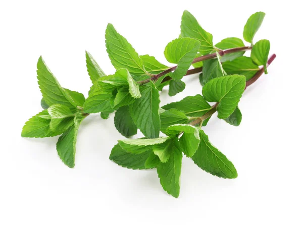 Yerba buena, hierba buena, menta mojito, menta cubana — Foto de Stock