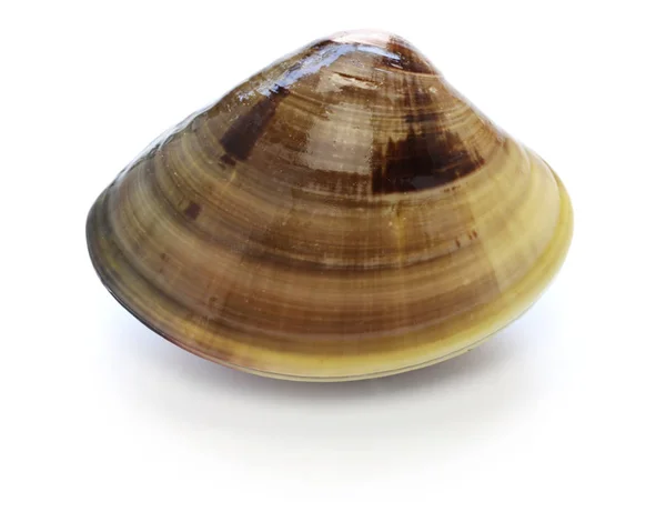 Japanse clam, meretrix lusoria, hamaguri, gemeenschappelijke orient clam — Stockfoto