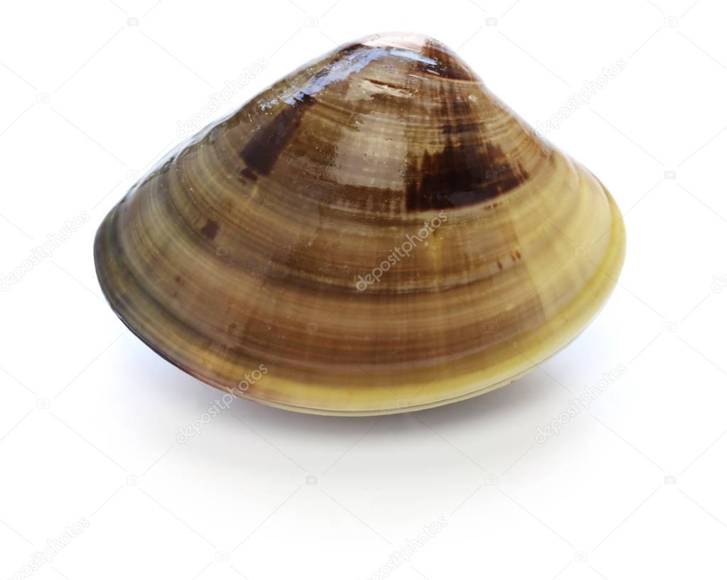 japanese clam,hamaguri,common orient clam,meretrix lusoria