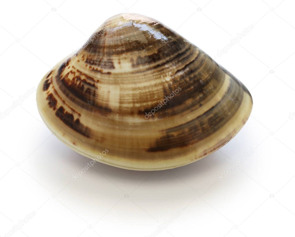 japanese clam,hamaguri,common orient clam,meretrix lusoria