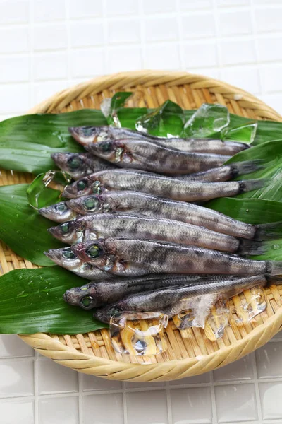 Японская Рыба Зелеными Глазами Mehikari — стоковое фото