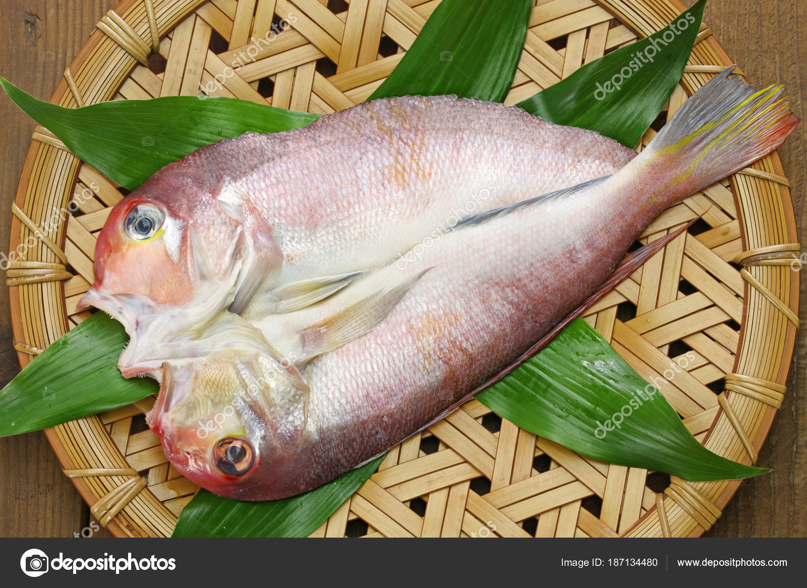 Japones Pez - The Engineering Internship Cover Letter