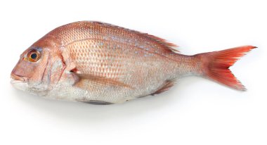 japanese red sea bream, Tai, Madai snapper, pagrus major isolated on white background clipart