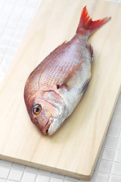 Japonské Červené Moře Tai Madai Snapper Pagrus Major Izolované Řezací — Stock fotografie