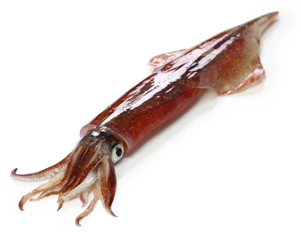 Spear Squid Stock Photos Royalty Free Images Depositphotos