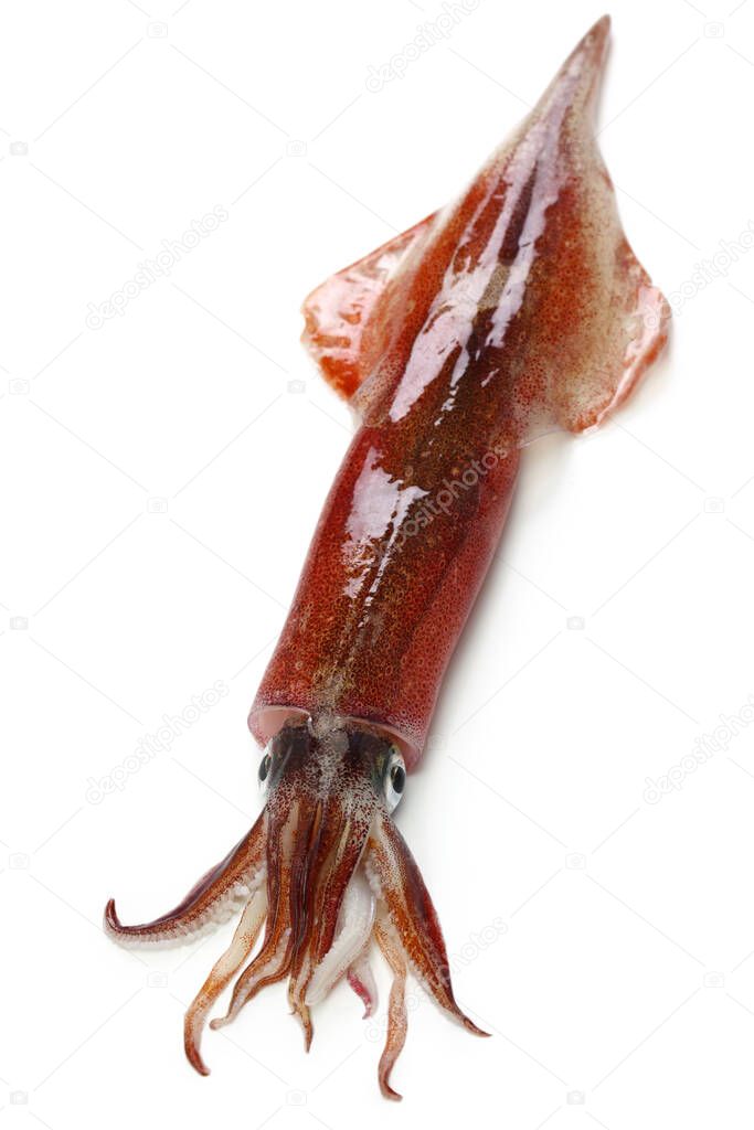 yari-ika, japanese spear squid isolated on white background