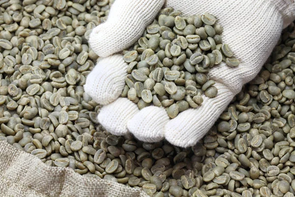 緑色の焙煎されていないコーヒー豆をバラップ袋に入れ — ストック写真