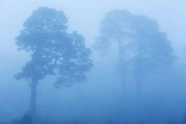 Mattina nebbia che copre gli alberi nella foresta — Foto Stock