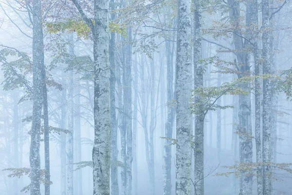 Forêt de Cansiglio pendant la matinée brumeuse — Photo