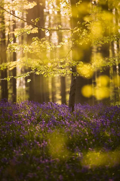 拍摄的比利时蓝森林 — 图库照片