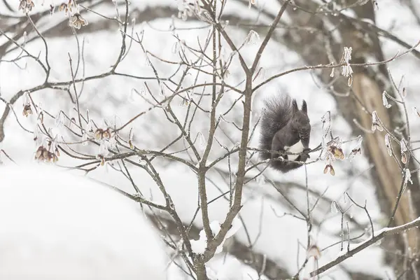 Squirrel in the wintry forest — Stock Photo, Image