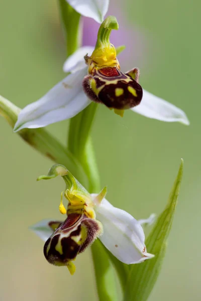 Gros Plan Sur Les Fleurs Orchidées Ophrys Apifera Dans Monte — Photo