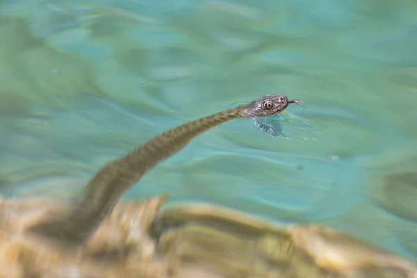 Cobra nadando no lago — Fotografia de Stock