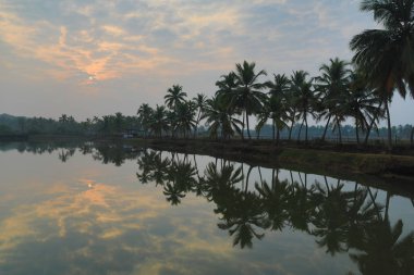 Hindistan cevizi ağacı yansıma nehir Sal Goa