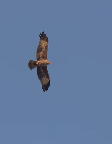 Majestuoso buitre indio en vuelo sobre fondo azul del cielo — Foto de Stock