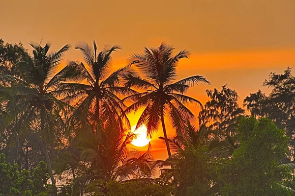 Golden Sunset Coconut Trees Varca Beach Goa India — Stock Photo, Image