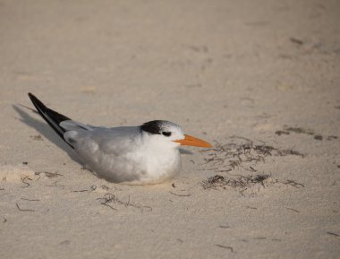 Royal Tern kumsalda oturuyor Sian Kaan rezervi, Yukatan Peninula, Meksika