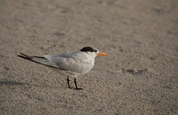 Royal Tern Στέκεται Στην Αμμώδη Παραλία Sian Kaan Αποθεματικό Yukatan — Φωτογραφία Αρχείου