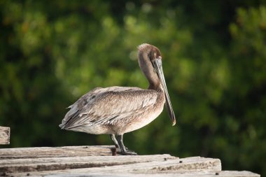 Çürük ahşap köprüye tünemiş yeşil yapraklı bir pelikan.