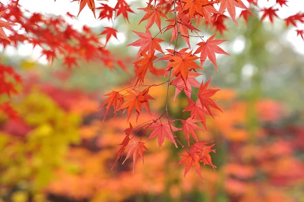 Kırmızı bir akça ağaç yapraklarda — Stok fotoğraf