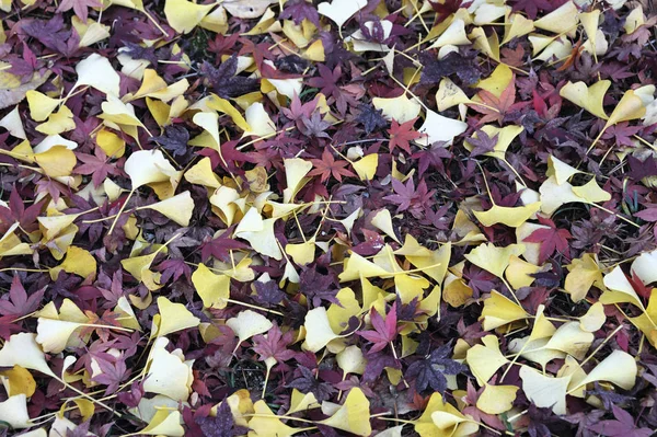 Röda och gula löv — Stockfoto