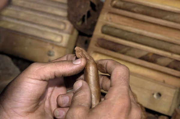 Sigarproduksjon Cuba – stockfoto