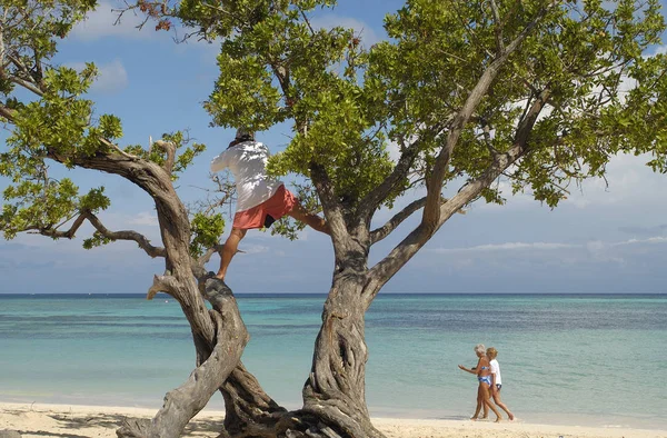Man Climbing Treeat All Inclusie Resort Seaside Cuba Make Photo — Stock Photo, Image