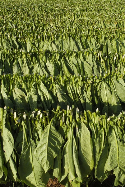 Tobacco Leafs Drying Sun — Stock Photo, Image