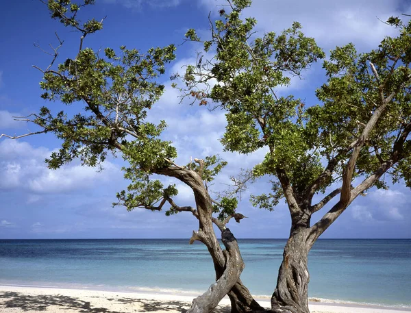 Тропический Берег Карибского Моря Деревом — стоковое фото