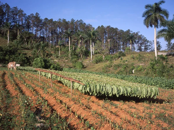 Plantación Tabaco Valle Vinales Norte Cuba Con Vaca Pastando — Foto de Stock