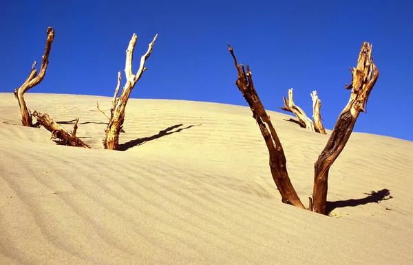 Martwe Drewno Parku Narodowym Dolina Śmierci Kalifornii Usa — Zdjęcie stockowe