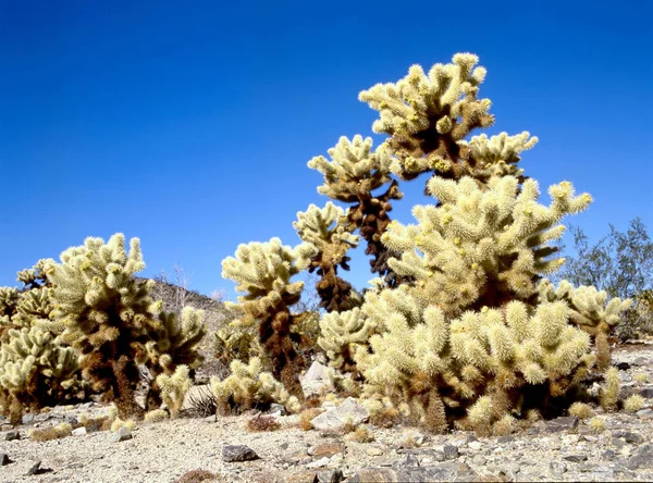 Cholla Cactus Garden Joshua Tree National Park California Usa — Stock fotografie