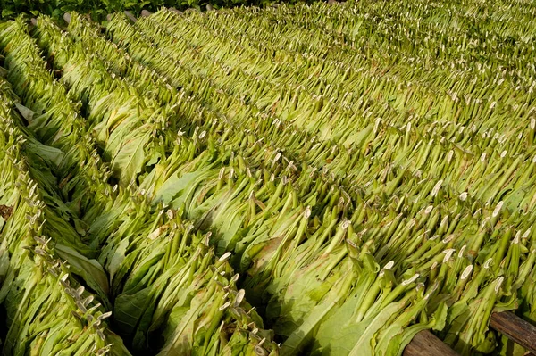 Tobacco Leaves Drying Morning Sun Tobacco Field Cuba — Stock Photo, Image