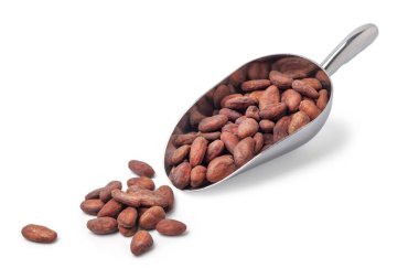 Beyaz arka planda gümüş kaşıkta kakao çekirdekleri.