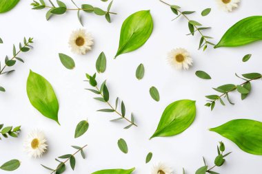 Papatya çayı arka planı, dallar, yapraklar beyaz arka planda, üst manzara