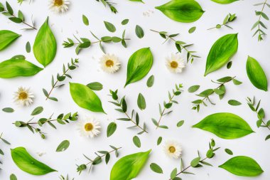 Papatya çayı arka planı, dallar, yapraklar beyaz arka planda, üst manzara