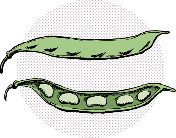 Illustration des gousses de haricots fendus et entiers — Image vectorielle