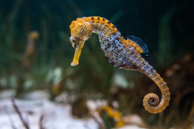 Longsnout deniz atı (Hipokampüs Reidi) türünün bir diğer örneği de su altında yüzen ince deniz atı olarak bilinir.