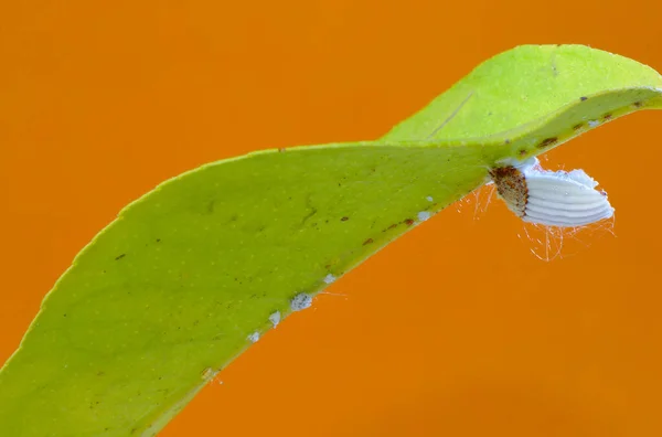 Cottony cushion scale insect (Icerya purchasi) on a lemon leaf with orange backgorund