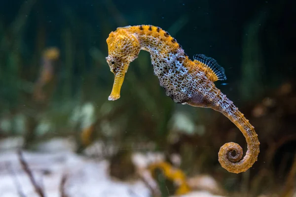 长鼻海马 Hippocampus Reidi 的标本 也被称为细海马 在水下游泳 — 图库照片