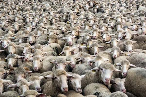 Flock Many Merino Sheep — Stock Photo, Image