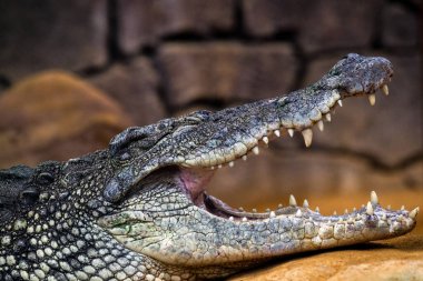 Bir Nil timsahı (timsah niloticus) dişlerini göstererek ağzı açık kalır.