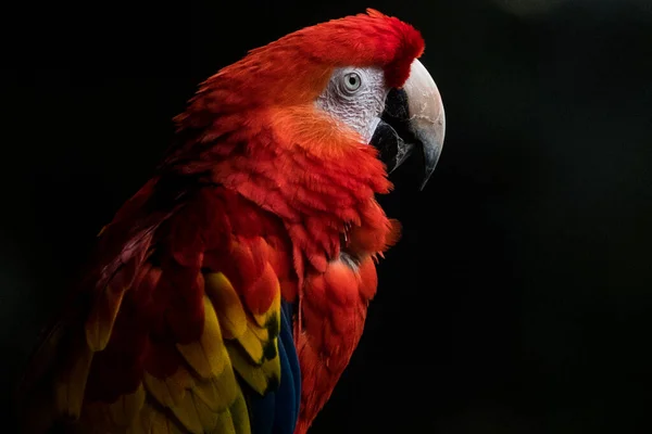 Siyah arkaplanı olan renkli bir papağan. 